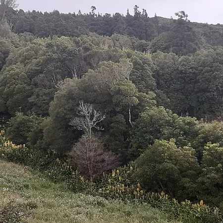 Βίλα Liiiving In Acores - Casa De Foros